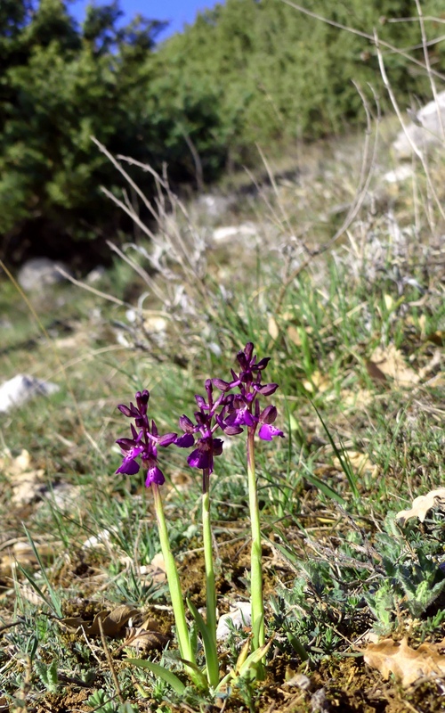 Marsica 2022, Monte Girifalco e Monte Arunzo  Le orchidee e la storia.